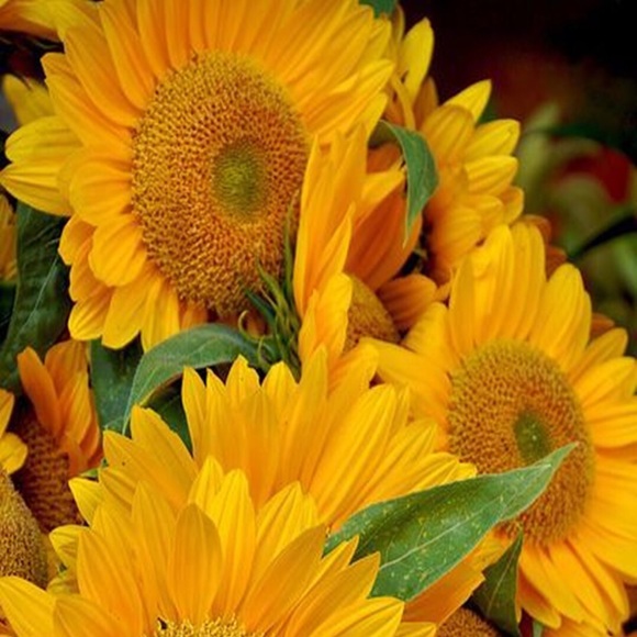 sunflowers86